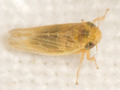 Psammotettix cephalotes